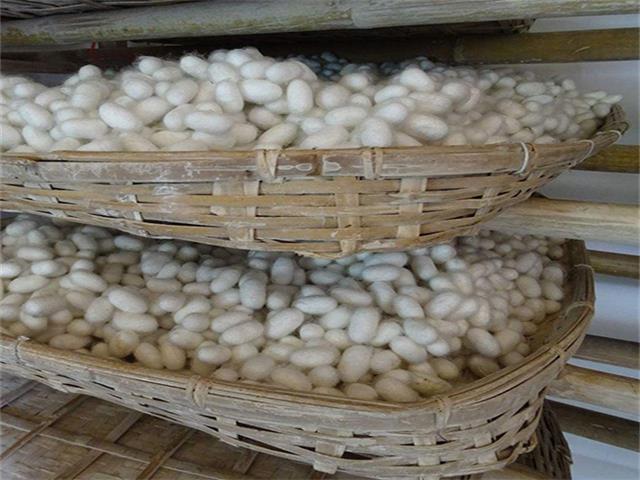 蚕茧烘干