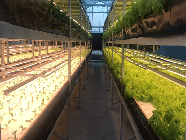 大棚种植恒温养殖