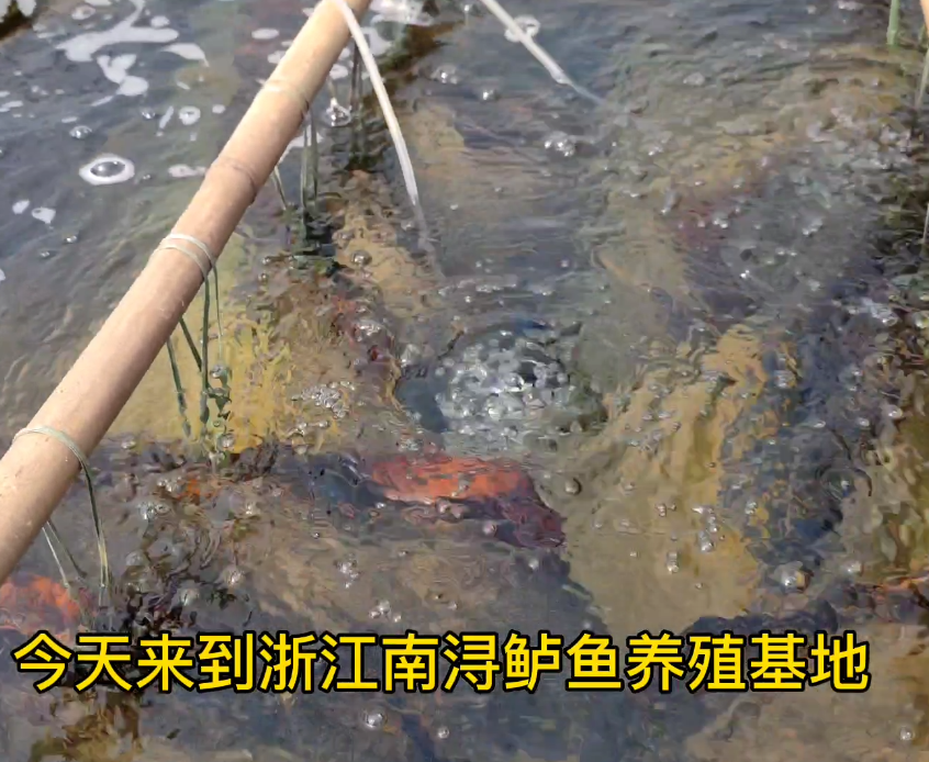 南浔鲈鱼恒温养殖系统